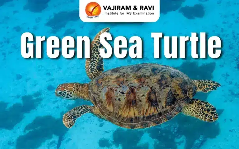 Green Sea Turtle