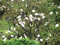 Gudavi Bird Sanctuary