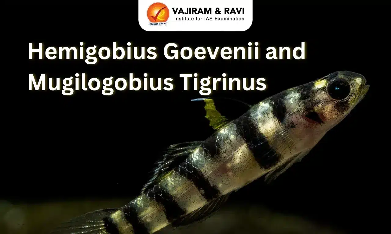 Hemigobius hoevenii and Mugilogobius tigrinus