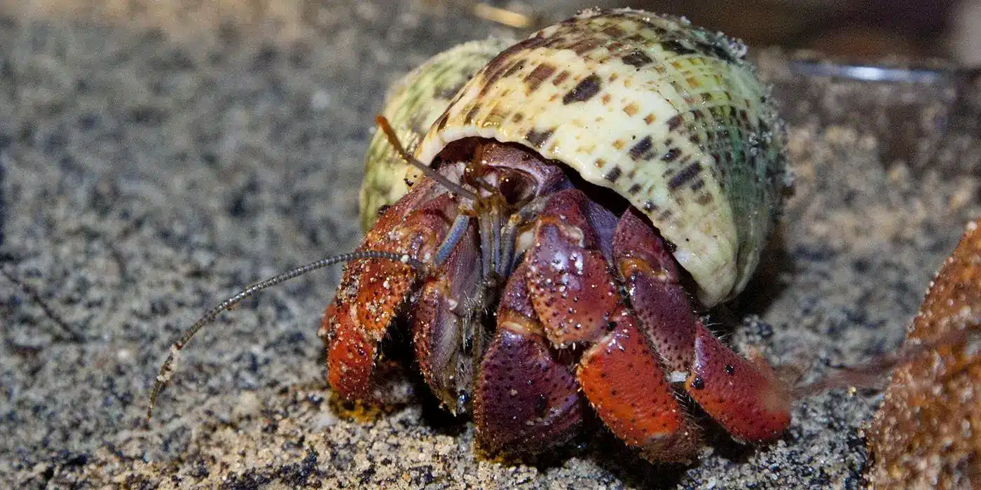 Key Facts about Hermit Crab