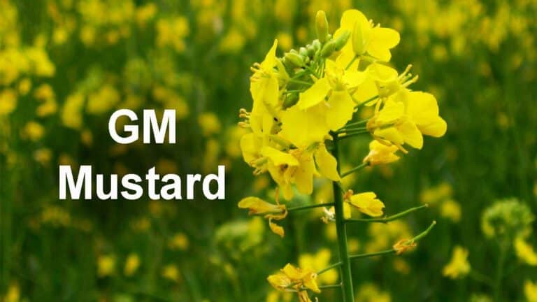 Higher Yield of GM Mustard hybrid