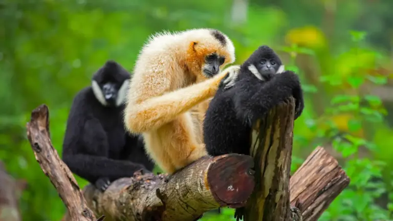 Key Facts about Hoolock Gibbon