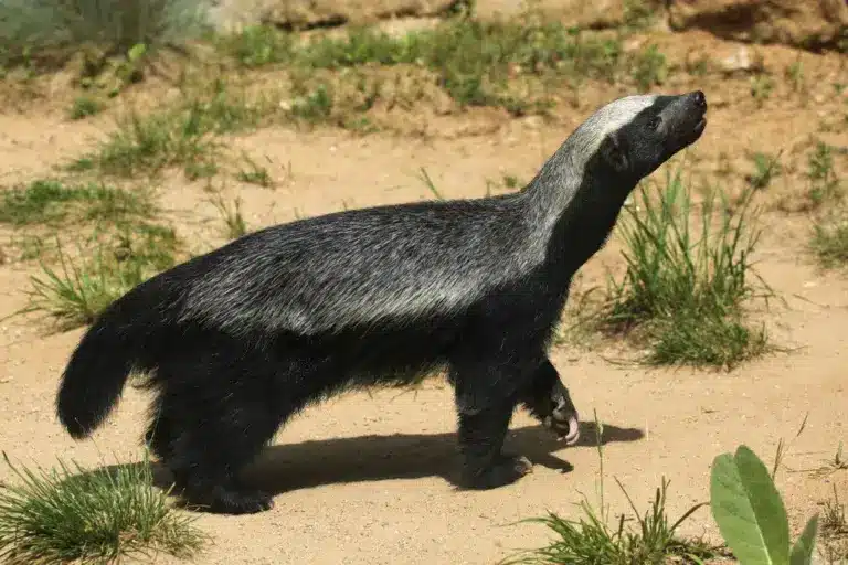 Honey Badger