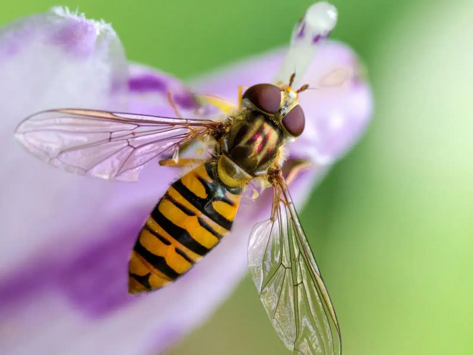What are Hoverflies?
