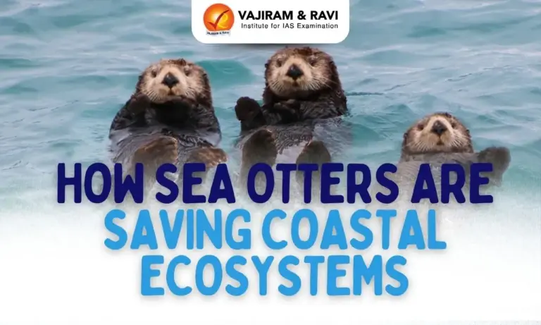 How Sea Otters are Saving Coastal Ecosystems
