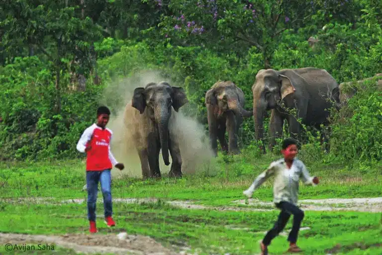 Human-Animal Conflict - The Issue of Man-Animal Conflict in India