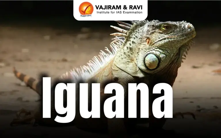 Iguana
