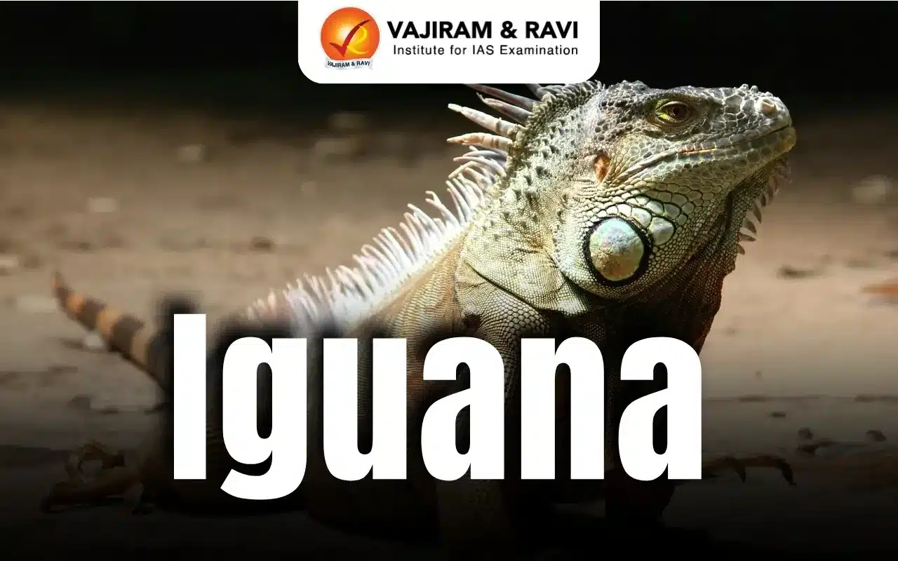 Iguana