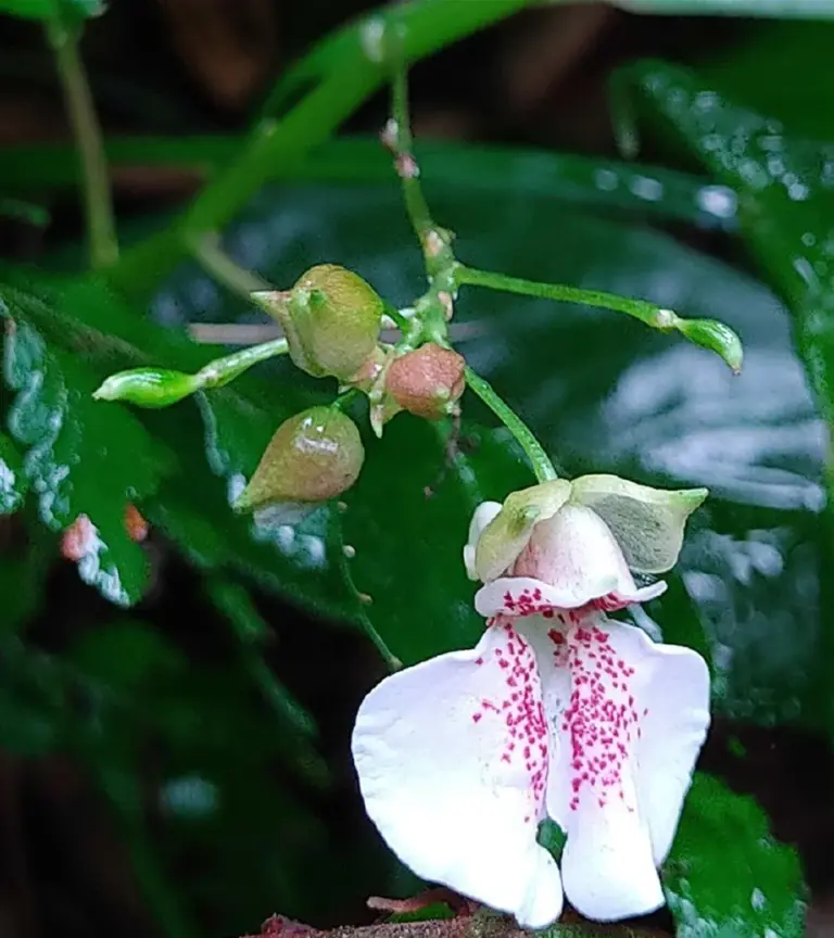 Impatiens neo-uncinata