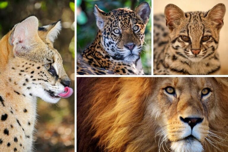 India to launch global alliance for big cats, invest $100 million