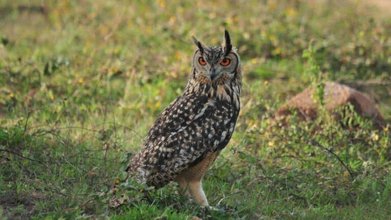Indian Eagle-Owl