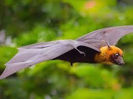 Indian Flying Fox bat