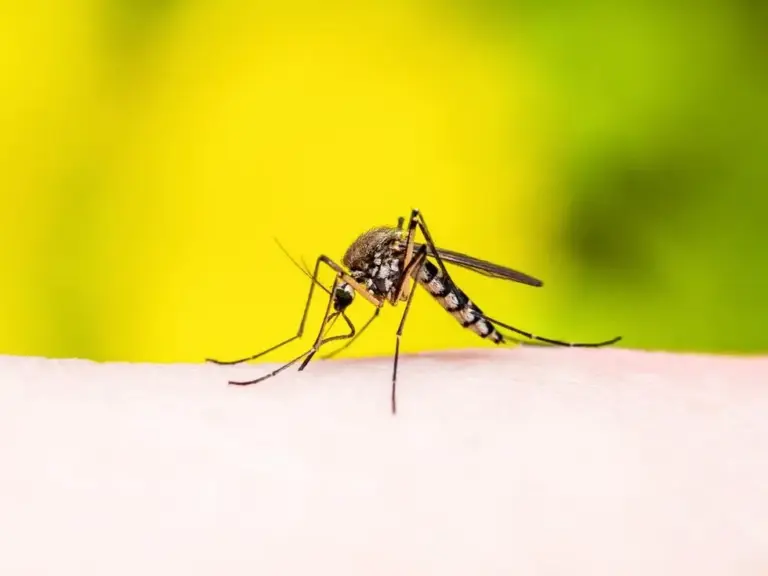 Indian Ocean basin-wide (IOBW) Index