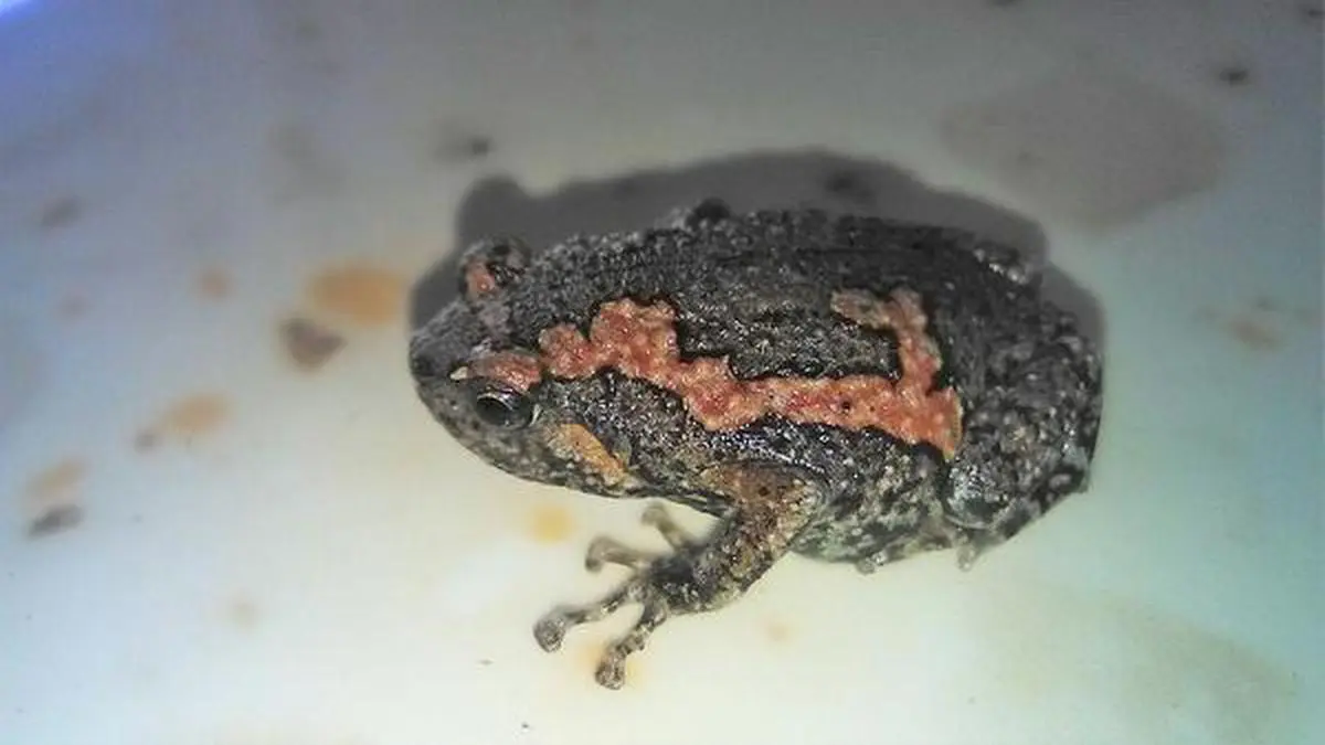 What is Indian Painted Frog?