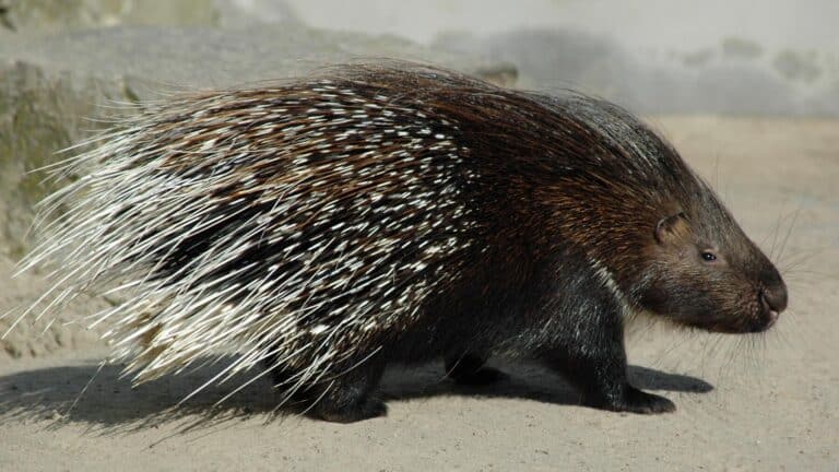 Indian Porcupine