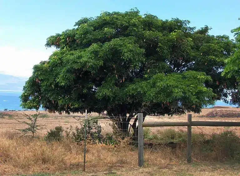 What is Indian Siris?