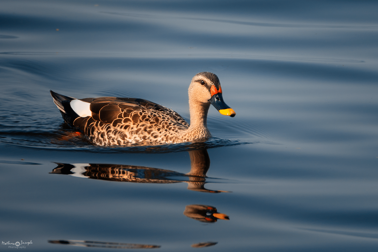 Indian-Spot Billed Duck