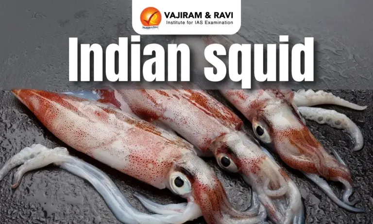 Indian Squid