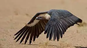 Indian vulture