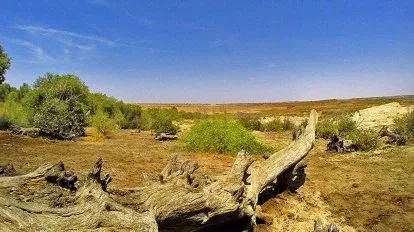 Inland mangrove of Guneri