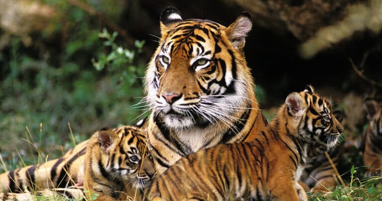 International Big Cat Alliance (IBCA)