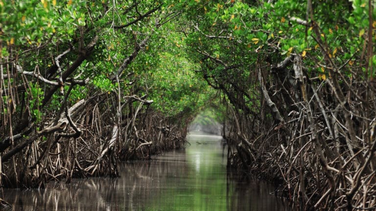 International Day for the Conservation of the Mangrove Ecosystem 2023