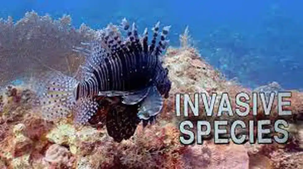 Invasive Alien Species