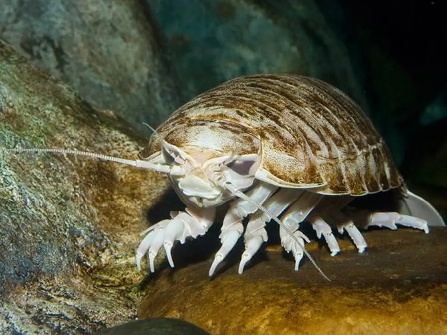 What is an Isopod?