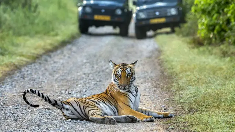 Trees in Jim Corbett National Park Fell Prey to Greedy Nexus: Supreme Court
