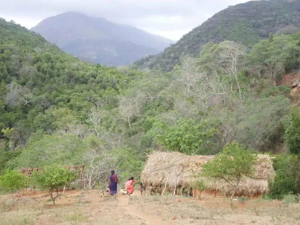 Key Facts about Kadar Tribe