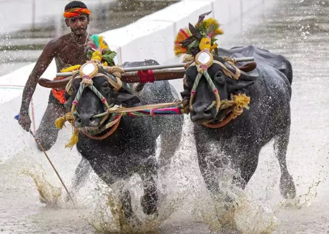 What is Kambala?