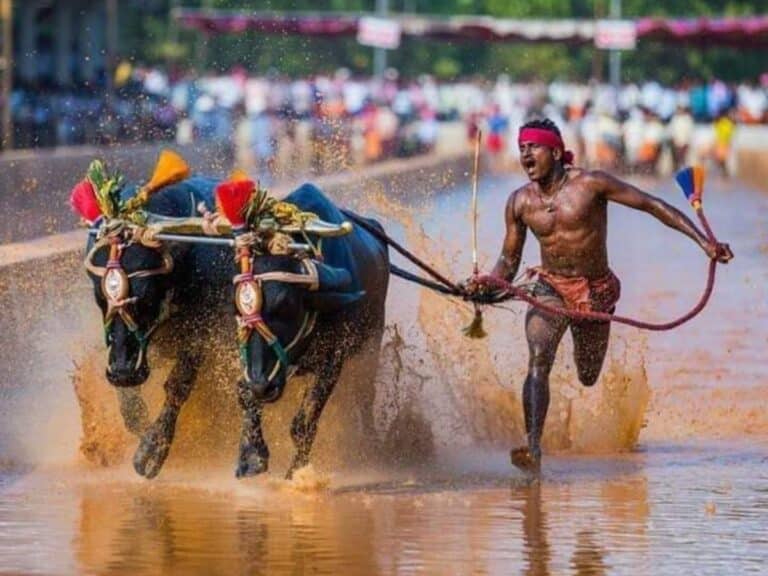 What is Kambala?