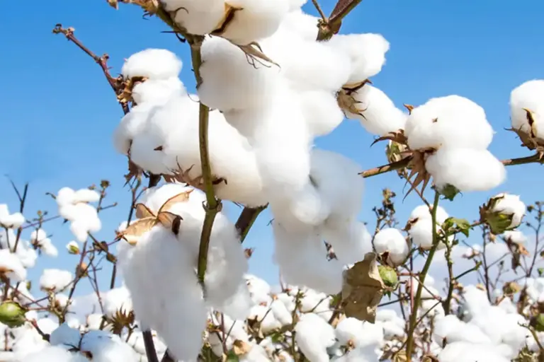 Kasturi Cotton Bharat