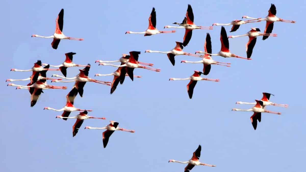 Kazhuveli Bird Sanctuary