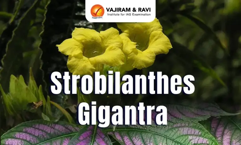 Key Facts About Strobilanthes Gigantra