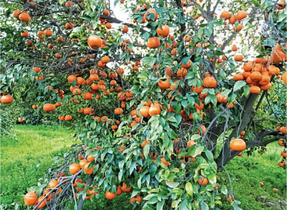 Kinnow Farming