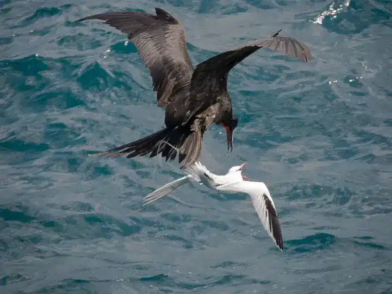 What is Kleptoparasitism?