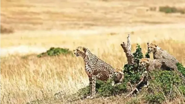 One more cheetah dies at Kuno National Park