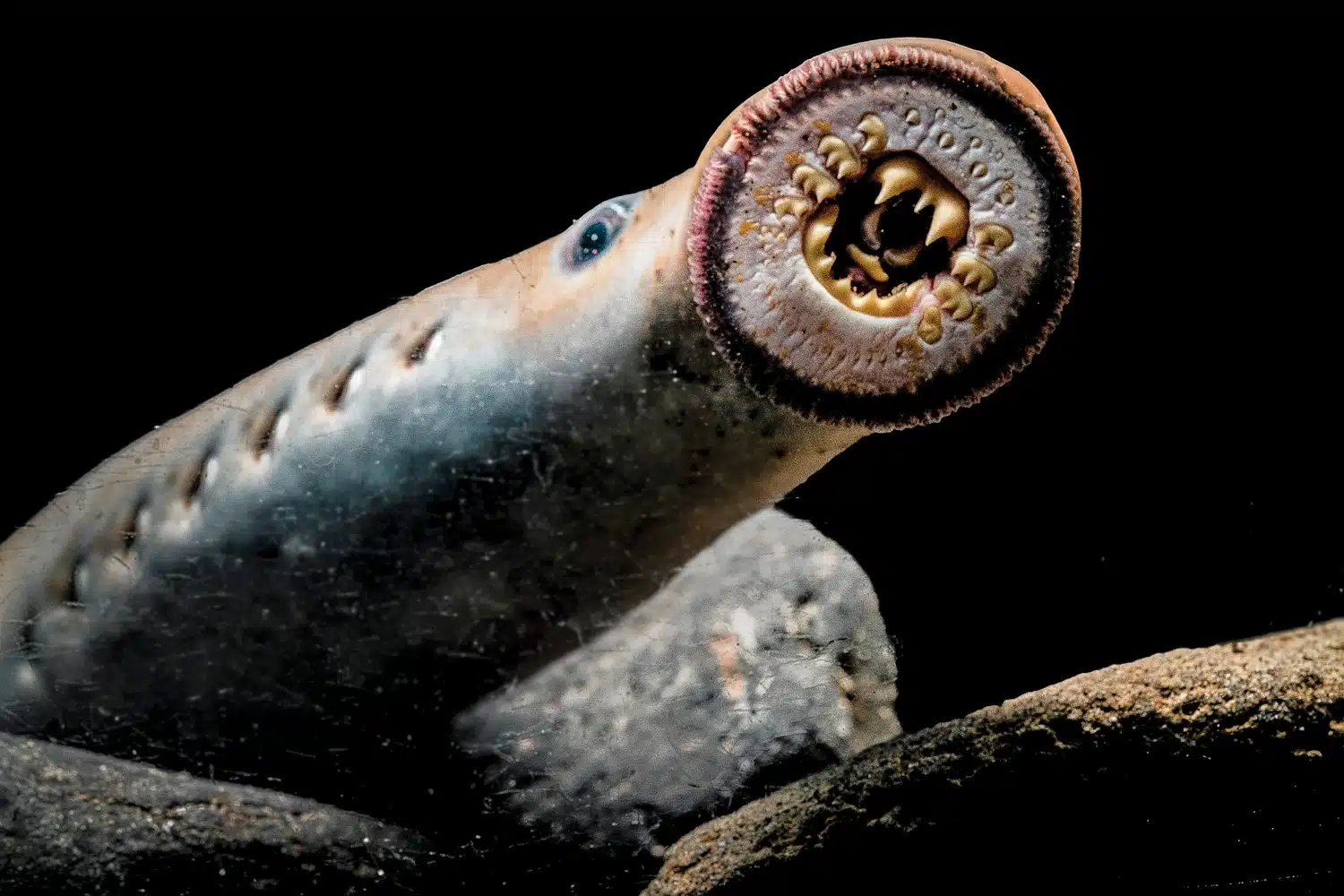 What is a Lamprey Fish?