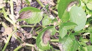 Late Blight disease