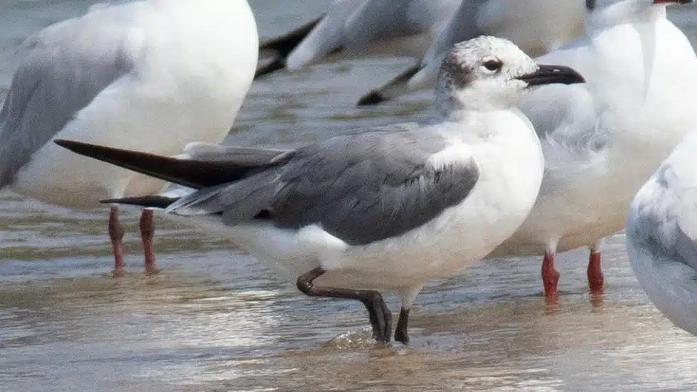 Laughing gull