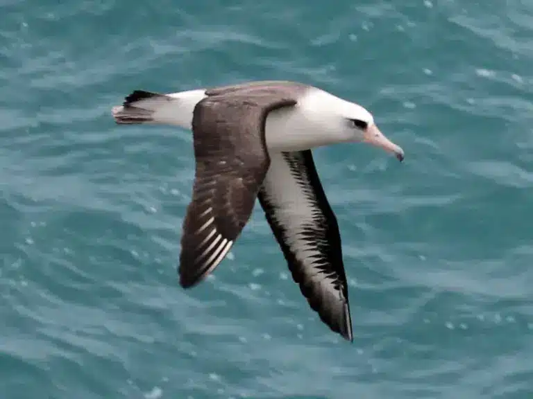 Laysan albatross