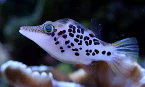Leopard Toby Puffer Fish
