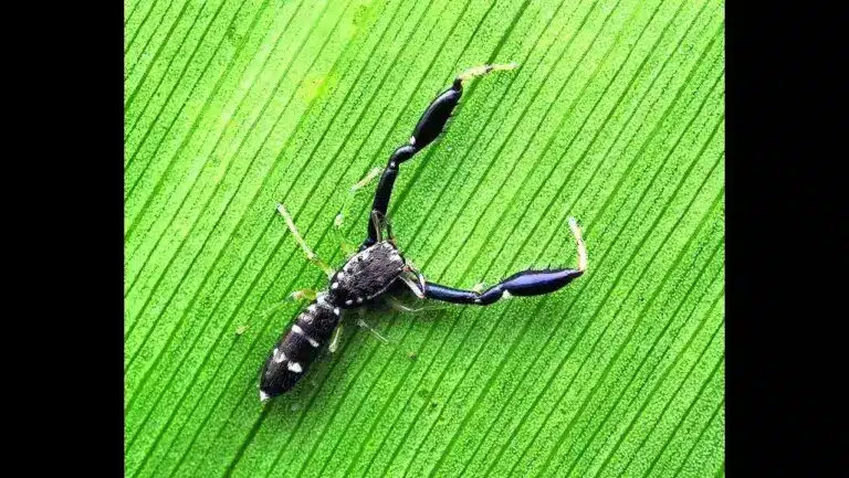 What is Ligdus Garvale?