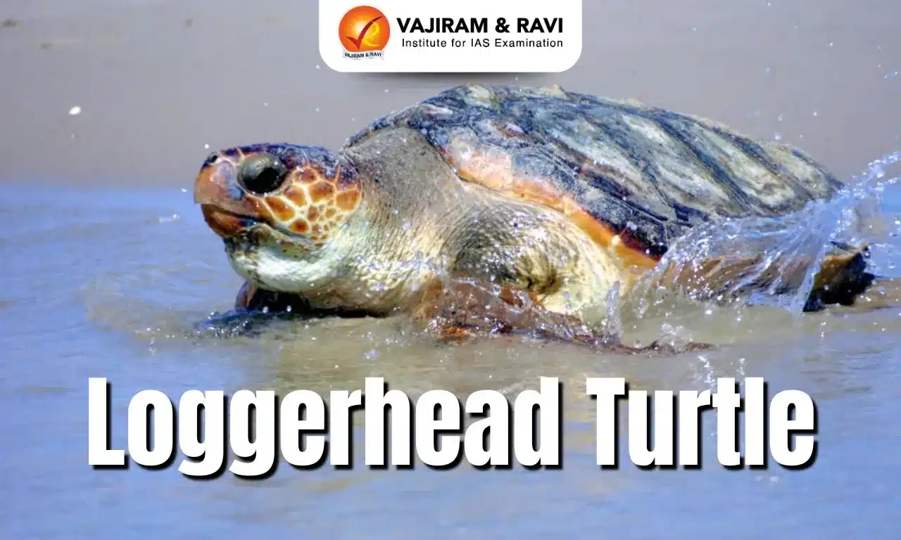 Loggerhead Turtle