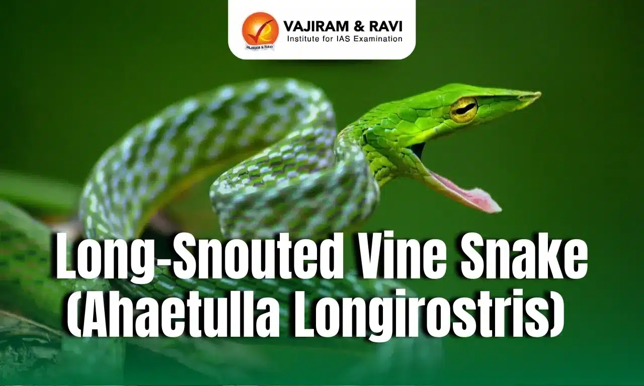 Long-snouted Vine Snake