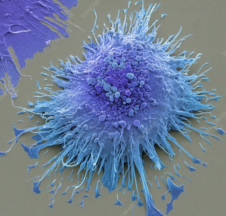 What are Macrophages?