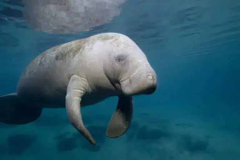 What are Manatees?