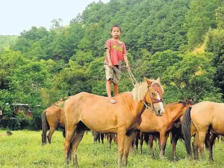 Manipuri Pony