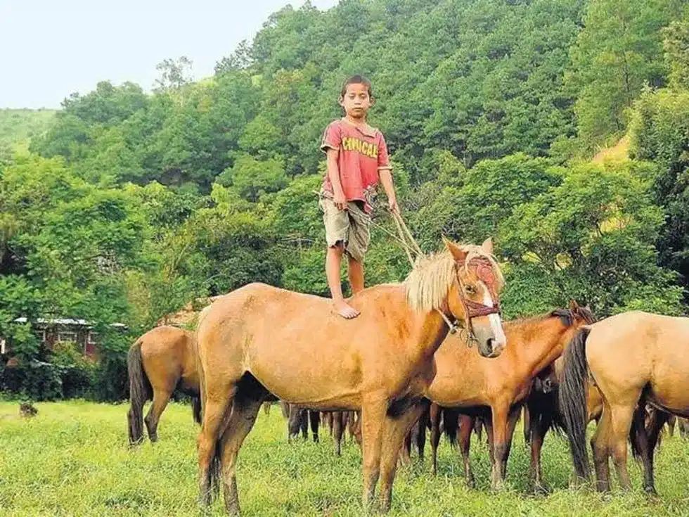 Manipuri Pony